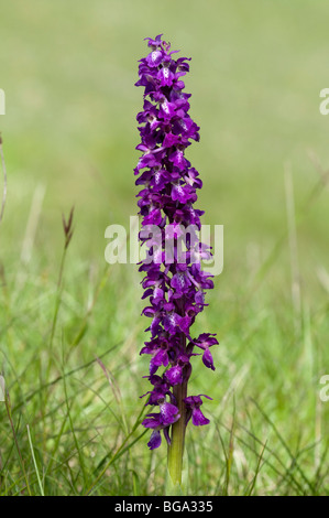 Frühe lila Orchidee (Orchis Mascula), einzelne Pflanze Stockfoto