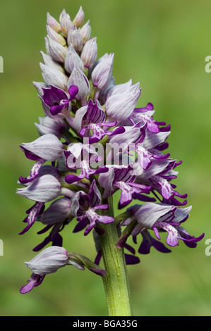 Militärische Orchidee (Orchis Militaris), Blütenstand Stockfoto