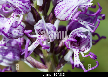 Affe-Orchidee (Orchis Simia), Blume detail Stockfoto