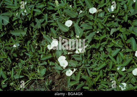 Sumpf oder Wasser Blumen Prunkwinde (Ipomoea Aquatica) Stockfoto