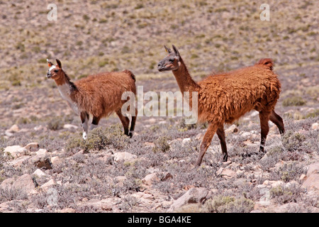 Lamas, Pampa Canauas in der Nähe von Arequipa, Anden, Peru, Südamerika Stockfoto