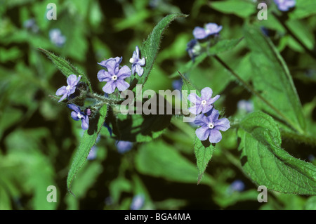 Grüne Alkanet (Pentaglottis Sempervirens) blühende Pflanze, Gloucestershire Stockfoto