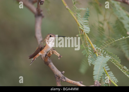 Rufous Kolibri (Selasphorus Rufus), unreif weiblich. Stockfoto