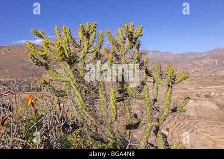 Kaktus in der Nähe von Coporaque in der Nähe von Chivay, Arequipa Bezirk, Peru, Anden, Südamerika Stockfoto