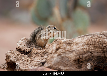 Yuma Antilope Eichhörnchen (Ammospermophilus Harrisi), einen Samen zu essen. Stockfoto