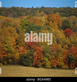 Woodland trees in bright autumn (fall) colours, upstate New York, USA Stockfoto