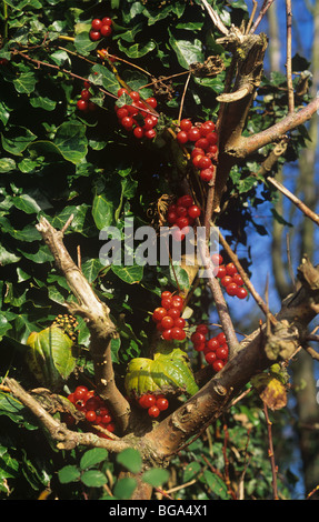 Schwarz-Zaunrübe Tamus Communis) giftig reifen roten Beeren auf Efeu bekleideten Baumstumpf Stockfoto