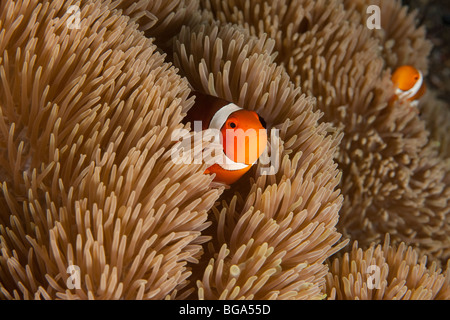 Falscher Clown Anemonenfische (Amphiprion Ocellaris) auf Seeanemone, Lembeh Strait, Nord-Sulawesi, Indonesien. Stockfoto