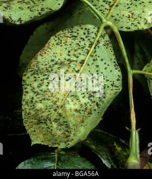 Rose Rost (Phragmidium Tuberculatum) Teliospore Pusteln auf der Unterseite Stockfoto