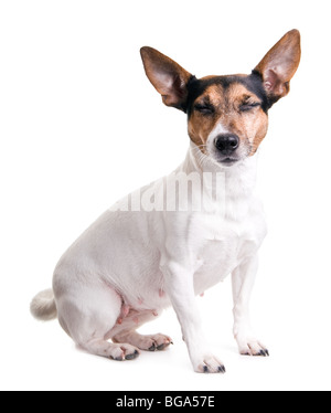süße Jack Russel Terrier auf weißem Hintergrund Stockfoto