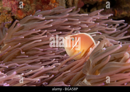 Rosa Anemonenfische (Amphiprion Perideraion) auf Seeanemone, Lembeh Strait, Nord-Sulawesi, Indonesien Stockfoto