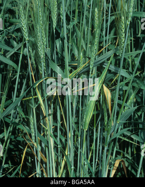 Weizen-Blatt-Streifen (Cephalosporium Gramineum) auf Flagleaves des bärtigen (begrannt) Weizen im Ohr Stockfoto