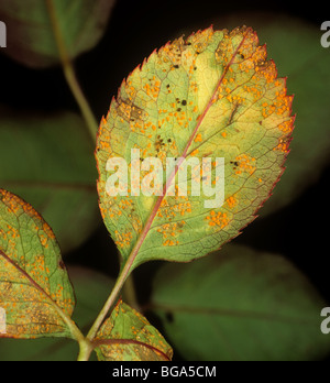 Rose Rost (Phragmidium Tuberculatum) Uredospore Pusteln auf der Unterseite Stockfoto