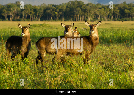 Weibliche Defassa Wasserböcke, Masai Mara, Kenia Stockfoto