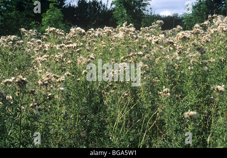 Schleichende Distel (Cirsium Arvense) säen, Pflanzen Stockfoto