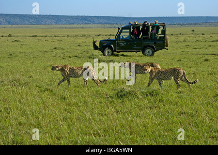 Touristen fotografieren drei Geparden Brüder, Masai Mara, Kenia Stockfoto