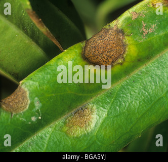 Hebe Blattflecken (Septoria Exotica) Schmierblutungen und Pyknidien auf einem Hebe-Blatt Stockfoto