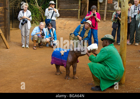 Verwaiste Schwarzes Nashorn Kalb trinken Milch, Nairobi, Kenia Stockfoto