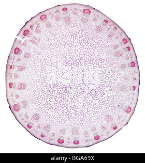 Sonnenblume, Helianthus Annuus, Hellfeld Mikrophotographie TS zeigen vaskuläre Struktur Stockfoto