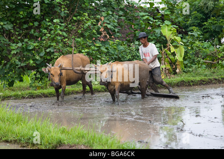 Pflügen mit Ochsen, Bali Reisfeld Stockfoto