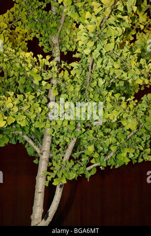 GInko Baum, ein lebendes Fossil wächst in den Olympic Sculpture Park, Seattle Stockfoto