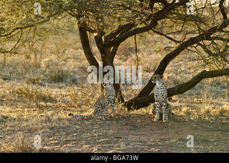 Geparden sitzen unter Baum, Samburu, Kenia Stockfoto