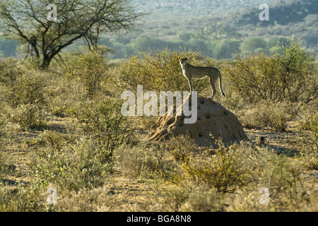 Gepard stehend auf Termite Mound, Samburu, Kenia Stockfoto