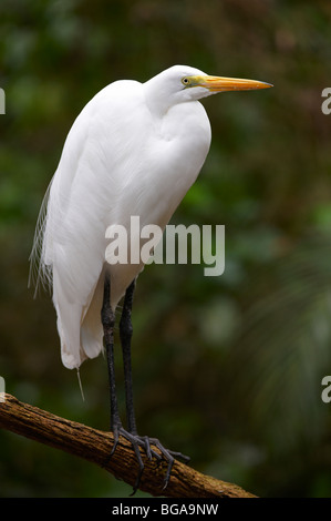 Große Silberreiher stehen auf einem Ast, Casmerodius Albus, PANTANAL, MATO GROSSO, Brasilien, Südamerika Stockfoto