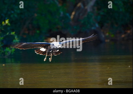 fliegende große Black Hawk, Buteogallus Urubitinga, PANTANAL, MATO GROSSO, Brasilien, Südamerika Stockfoto