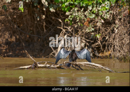 Anhinga oder amerikanischen Darter trocknen seine Flügel, Anhinga Anhinga, PANTANAL, MATO GROSSO, Brasilien, Südamerika Stockfoto