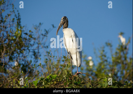 Holz-Storch, Mycteria Americana, PANTANAL, MATO GROSSO, Brasilien, Südamerika Stockfoto