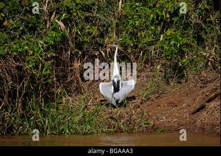 Cocoi Heron trocknen Flügel, Ardea Cocoi PANTANAL MATO GROSSO, Brasilien, Südamerika Stockfoto