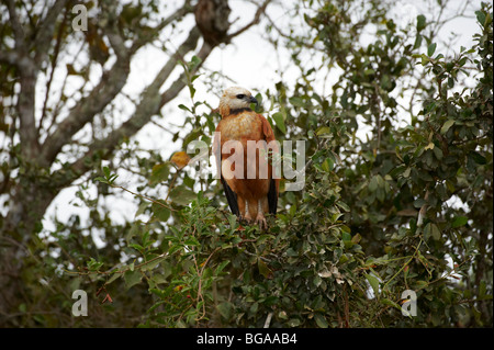 Schwarz-Kragen Hawk auf einem Ast, Busarellus Nigricollis, PANTANAL, MATO GROSSO, Brasilien, Südamerika Stockfoto