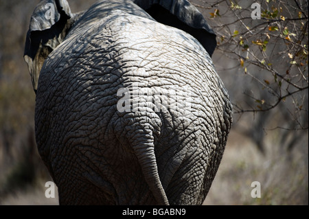 Elefant-Rückseite Stockfoto