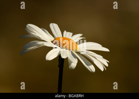 Ochsen-Auge Daisy (Leucanthemum Vulgare oder Chrysanthemum Leucanthemum) Stockfoto