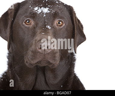 Schuss ein schöner Chocolate Labrador mit Schnee auf seinem Gesicht Stockfoto