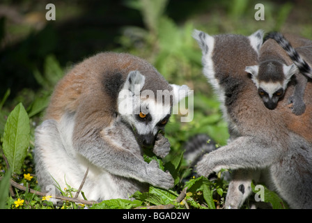 Familie der Kattas (Lemur Catta) Fütterung Stockfoto