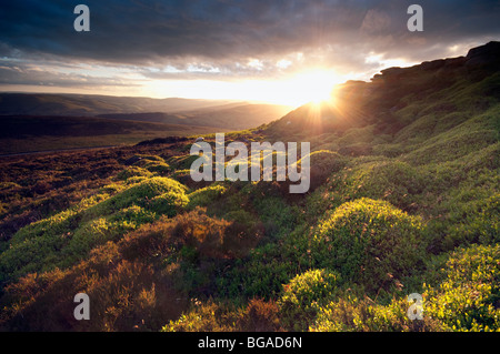 Abendsonne auf Heidelbeere auf Stanage Edge in Derbyshire "Great Britain" Stockfoto