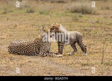 Gepard-Mutter und junges leckt Stockfoto