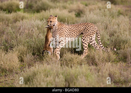 Gepard mit jungen Thomson es Gazelle Stockfoto