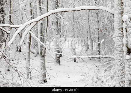 Verschneiten Wald. Stockfoto
