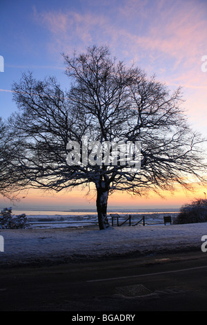 Baum vor einem Sonnenuntergang am Leigh am Meer Stockfoto