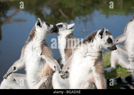 Gruppe der Kattas (Lemur Catta) Sonnenbaden Stockfoto