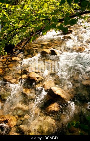 Malerische Idaho, Middle Fork Lachsfluss, Frank Church Wildnis Stockfoto