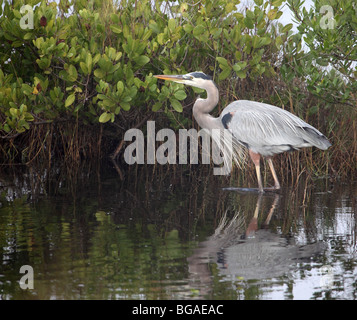 Great Blue Heron Stalking Fische entnommen in Merrit Island Wildlife Refuge, FL, USA Stockfoto