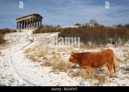 Ein Highland Kuh in Schnee mit penshaw Monument im Hintergrund, Sunderland, England gesehen, Großbritannien Stockfoto