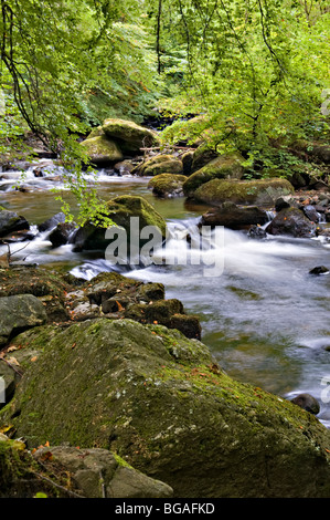 Die Birks Aberfeldy Waldspaziergang genommen im Frühherbst, Perth und Kinross, Schottland Stockfoto