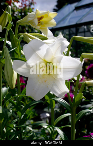 LILIUM, WEISSER HIMMEL. NAHAUFNAHME Stockfoto