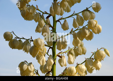 Detail der Kaktus Blumen auf einen einzigen Stamm, der Alhambra, Granada, Andalusien, Spanien Stockfoto