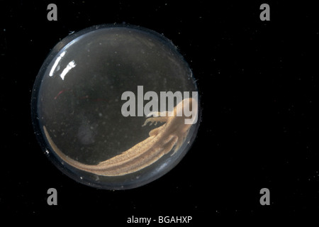 Spotted Salamander (Z.B. Aronstab) Embryo im Ei, fast bereit zu schlüpfen. Stockfoto